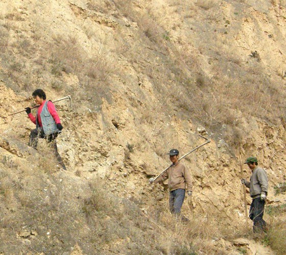 雖沒(méi)有十里桃林，漫山遍野的灼灼芳華。但我們有萬(wàn)畝國(guó)家級(jí)標(biāo)準(zhǔn)化油橄欖種植示范基地，漫山遍野，香氣撲鼻。畝是中國(guó)市制土地面積單位，一畝等于六十平..